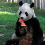 Primer nacimiento de un panda gigante en Holanda