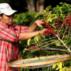 Cafeteros latinoamericanos mantienen precios y mercado pese al COVID-19