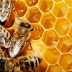 La lucha indígena en México por proteger a las abejas deviene en documental