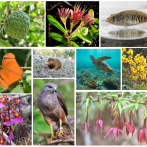 ¿Cuáles son las especies más amenazadas de República Dominicana?