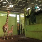 Corona, una bebé jirafa nacida en Bali durante la pandemia