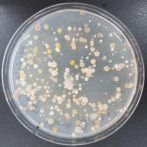 Proponen nuevo sistema para nombrar bacterias no cultivables en laboratorio