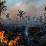Inversionistas advierten a Brasil de deforestación amazónica
