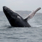 Rescatan a ballena jorobada en las costas del norte de Ecuador