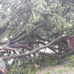 Fuertes vientos derriban árboles y plásticos de invernaderos en San José de Ocoa