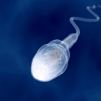 Los espermatozoides humanos no nadan de la forma que se creía hasta ahora