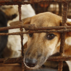 Carnicero abandona negocio de carne de perro en Camboya