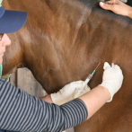 Brasil patenta un suero desarrollado con plasma de caballo para el tratamiento del nuevo coronavirus