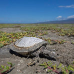 Sequía y pérdida de biodiversidad en la laguna Cabral o Rincón