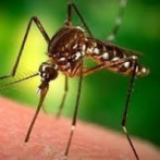 Un repelente para insectos puede matar al coronavirus, según un estudio