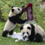 Los pandas gemelos del zoo de Berlín celebran su cumpleaños