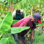 Inician en Tamayo rehabilitación de platanales y bananos afectados por tormenta Laura