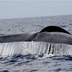 Rescatan a una ballena jorobada varada en isla cerca de Guayaquil