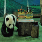 Celebran nacimiento de bebé panda