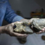 Un prehistórico perezoso gigante único en el mundo sorprende a la ciencia