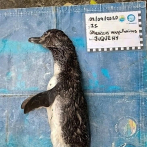 Hallan a un pingüino muerto tras ingerir una mascarilla en Brasil