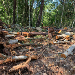 Denuncian deforestación en Jarabacoa