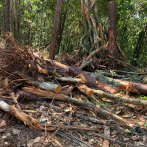 Arrestan a varias personas por tala de árboles en Jarabacoa