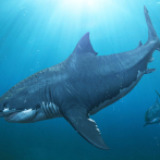 El extinto Megalodón excede las tablas corporales de los tiburones
