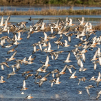 Día Mundial de las Aves Migratorias: “Las aves conectan nuestro mundo”