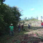 Identifican al propietario de plantación de aguacates en área protegida en Sierra de Bahoruco