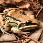 Chile anuncia éxito de plan de conservación de amenazadas ranas del Loa