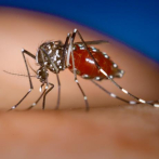 Reportan 32 muertes por dengue; la patología se pudiera confundir con el covid-19