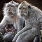 Miles de monos aterrorizan una ciudad turística india