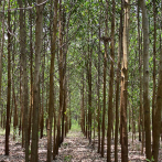 Empresarios solicitan a gobierno la reactivación del sector forestal
