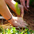 Medio Ambiente asegura plantaron 1.4 millones de árboles durante el “Mes de la Reforestación”