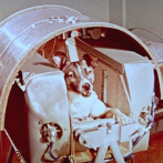 La gesta espacial de Laika cumple 63 años