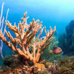 Descubren un nuevo arrecife de coral en Australia, el primero en 120 años