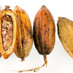Gobierno dispone RD$800 millones para impulsar la producción de cacao