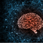 Un estudio nanoscópico descifra cómo se organizan las conexiones neuronales