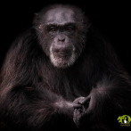 Fallece María, la chimpancé que llegó en 1987 al Parque Zoológico Nacional