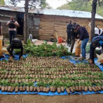 Decomisan cultivo de cientos de plantas de marihuana en Constanza