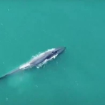 La ballena azul regresa a Georgia del Sur después de su casi extinción