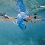 Bolsas, hilos, globos: animales marinos mueren en EEUU a causa del plástico