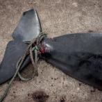 Unas cien ballenas piloto mueren tras quedar varadas en Nueva Zelanda