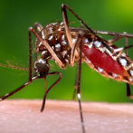 OMS teme decenas de miles de muertes adicionales por malaria en la pandemia