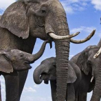 Namibia pone en venta algunos de sus elefantes para reducir su población