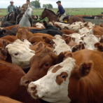 Senadores convierten en ley proyecto para sancionar personas que incurran en robo de ganado