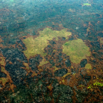 La Amazonia perdió 8% de su territorio en 18 años por deforestación