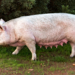 Lanzan nueva línea de productos de cerdo ahumado