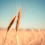 Producción mundial de trigo caería en 2023-2024, dice el Departamento de Agricultura de EE.UU.