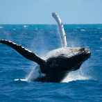 Japón cazará 383 ballenas en 2021