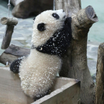 Uno de los últimos grandes pandas de Taiwán aparece por primera vez ante las cámaras