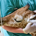Zoológico de Miami aplica la eutanasia a una jirafa que no podía caminar
