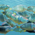 Las olas de calor marinas modifican la expresión génica de los peces