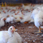 Identifican brotes de variante de gripe aviar altamente contagiosa en Bélgica